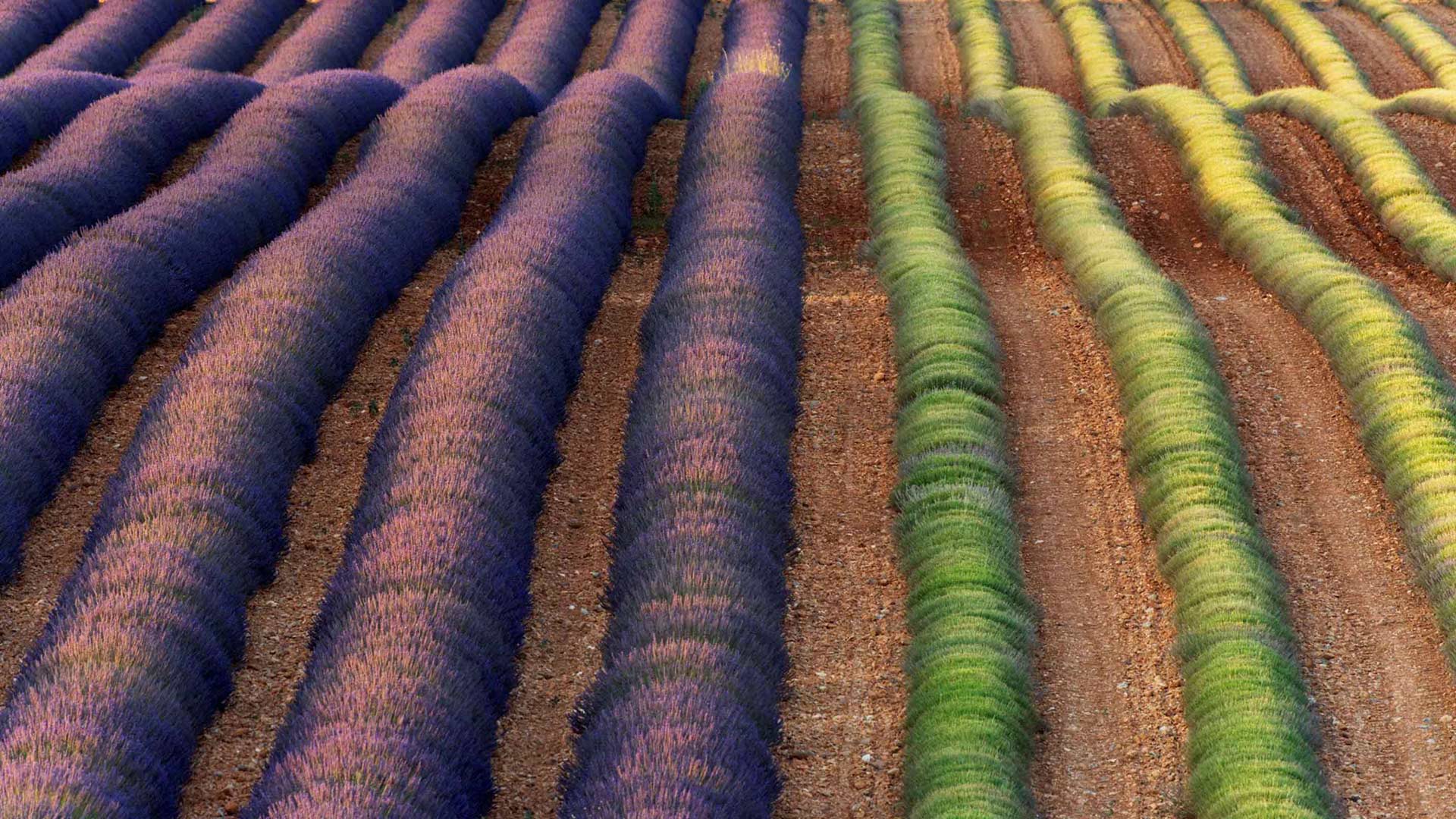 瓦朗索勒薰衣草田,法国普罗旺斯 (© Frank Krahmer/Panorama Stock) - 2017/08/03 瓦朗索勒薰衣草田,法国普罗旺斯 (© Frank Krahmer/Panorama Stock) - 2017/08/03