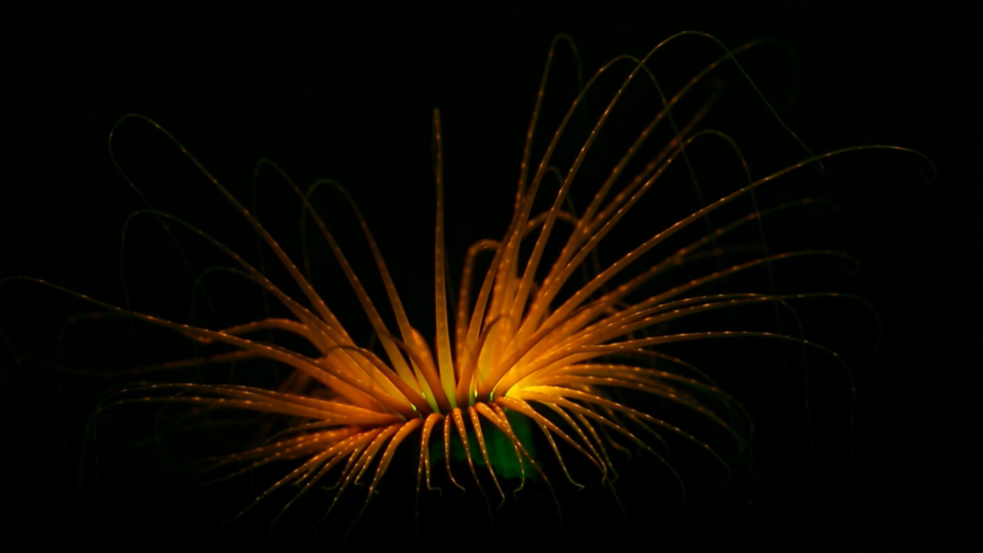 管海葵之缩时摄影 (© Coral Morphologic) - 2017/08/24 管海葵之缩时摄影 (© Coral Morphologic) - 2017/08/24