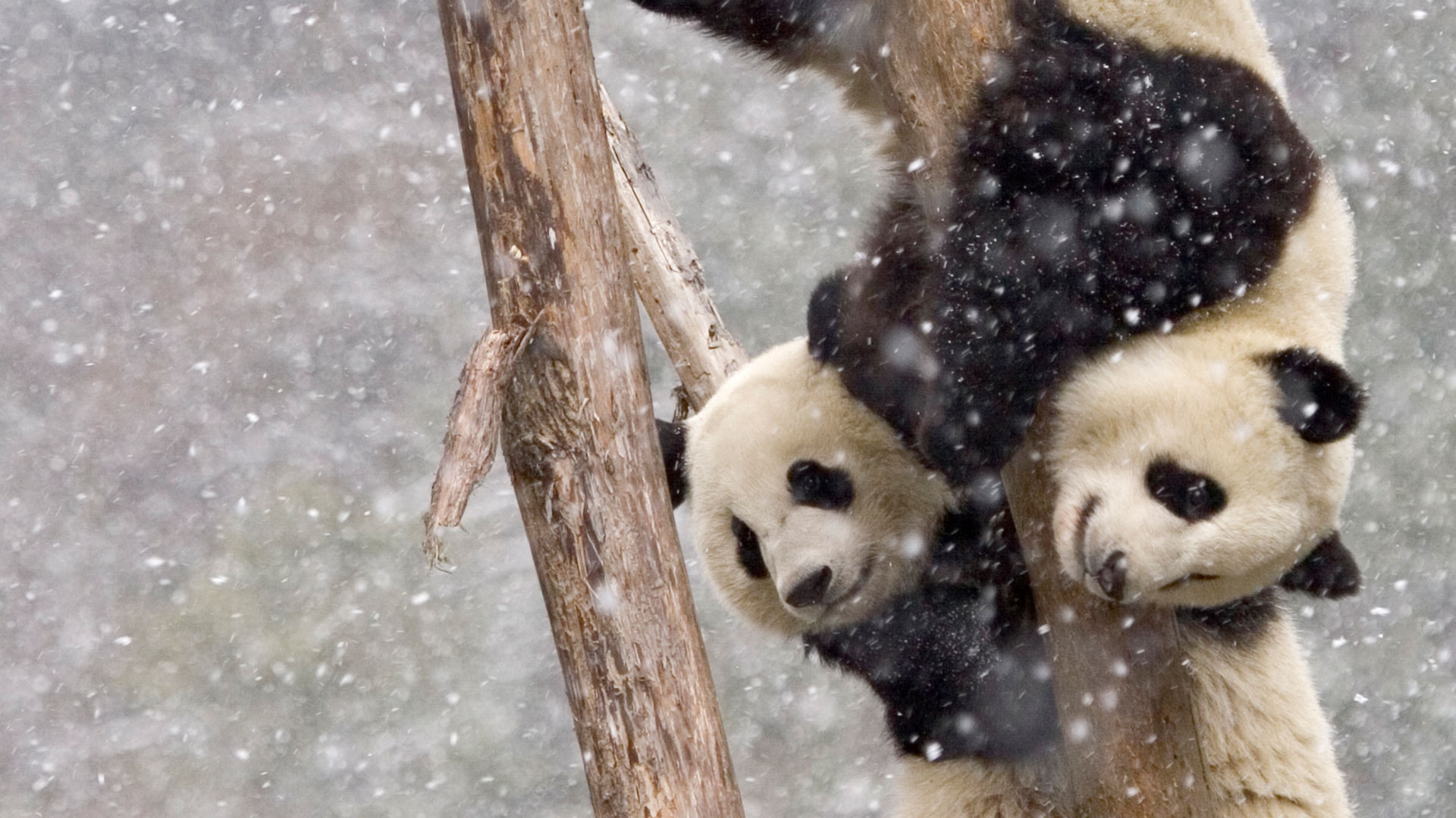 【今日大雪】暴风雪中两只在树干上攀爬的大熊猫,中国四川 (© Juan Carlos Munoz/NPL/Minden Pictures) - 2017/12/07 【今日大雪】暴风雪中两只在树干上攀爬的大熊猫,中国四川 (© Juan Carlos Munoz/NPL/Minden Pictures) - 2017/12/07