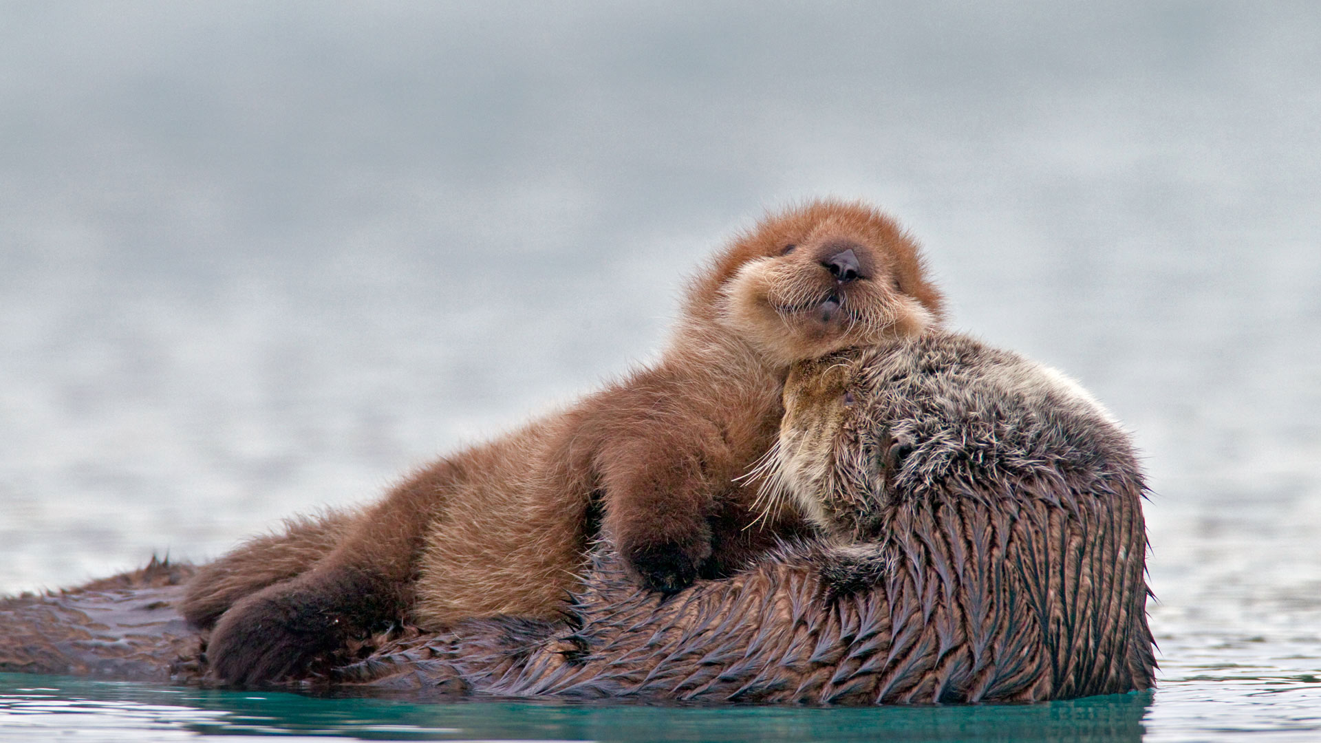 海獭妈妈与小海獭,美国阿拉斯加威廉王子湾 (© AlaskaStock/Masterfile) - 2018/01/06 海獭妈妈与小海獭,美国阿拉斯加威廉王子湾 (© AlaskaStock/Masterfile) - 2018/01/06
