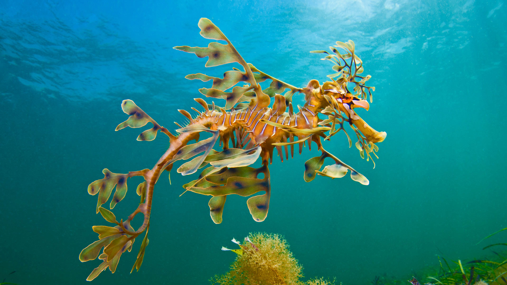 羊毛湾附近海域的叶形海龙,澳大利亚 (© Alex Mustard/Minden Pictures) - 2018/02/26 羊毛湾附近海域的叶形海龙,澳大利亚 (© Alex Mustard/Minden Pictures) - 2018/02/26