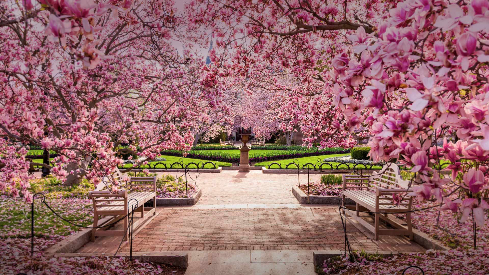 国家广场内盛开的樱花,美国华盛顿哥伦比亚特区 (© Sean Pavone/Alamy) - 2018/03/31 国家广场内盛开的樱花,美国华盛顿哥伦比亚特区 (© Sean Pavone/Alamy) - 2018/03/31