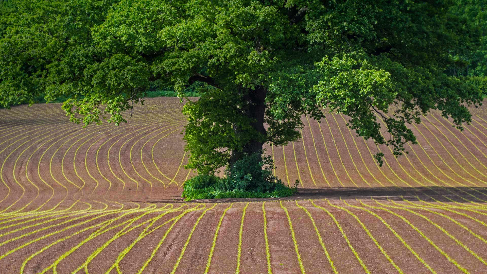 蒙茅斯郡田地上的英国橡树,英国威尔士 (© Phil Savoie/Minden Pictures) - 2018/05/16 蒙茅斯郡田地上的英国橡树,英国威尔士 (© Phil Savoie/Minden Pictures) - 2018/05/16