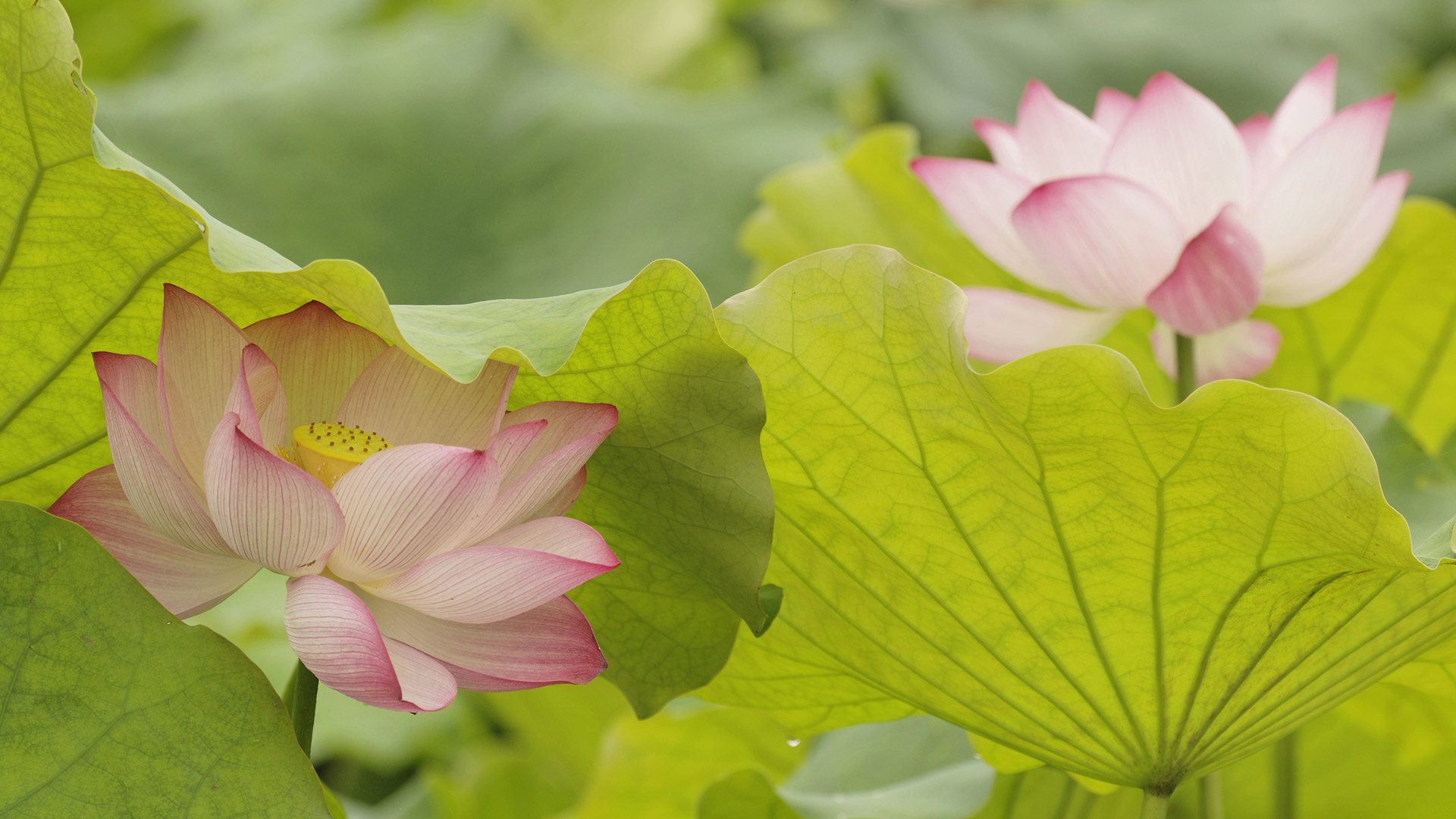 【今日夏至】夏至到,荷花开(© Adam Jones/DanitaDelimont.com -- All rights reserved) - 2018/06/21 【今日夏至】夏至到,荷花开(© Adam Jones/DanitaDelimont.com -- All rights reserved) - 2018/06/21