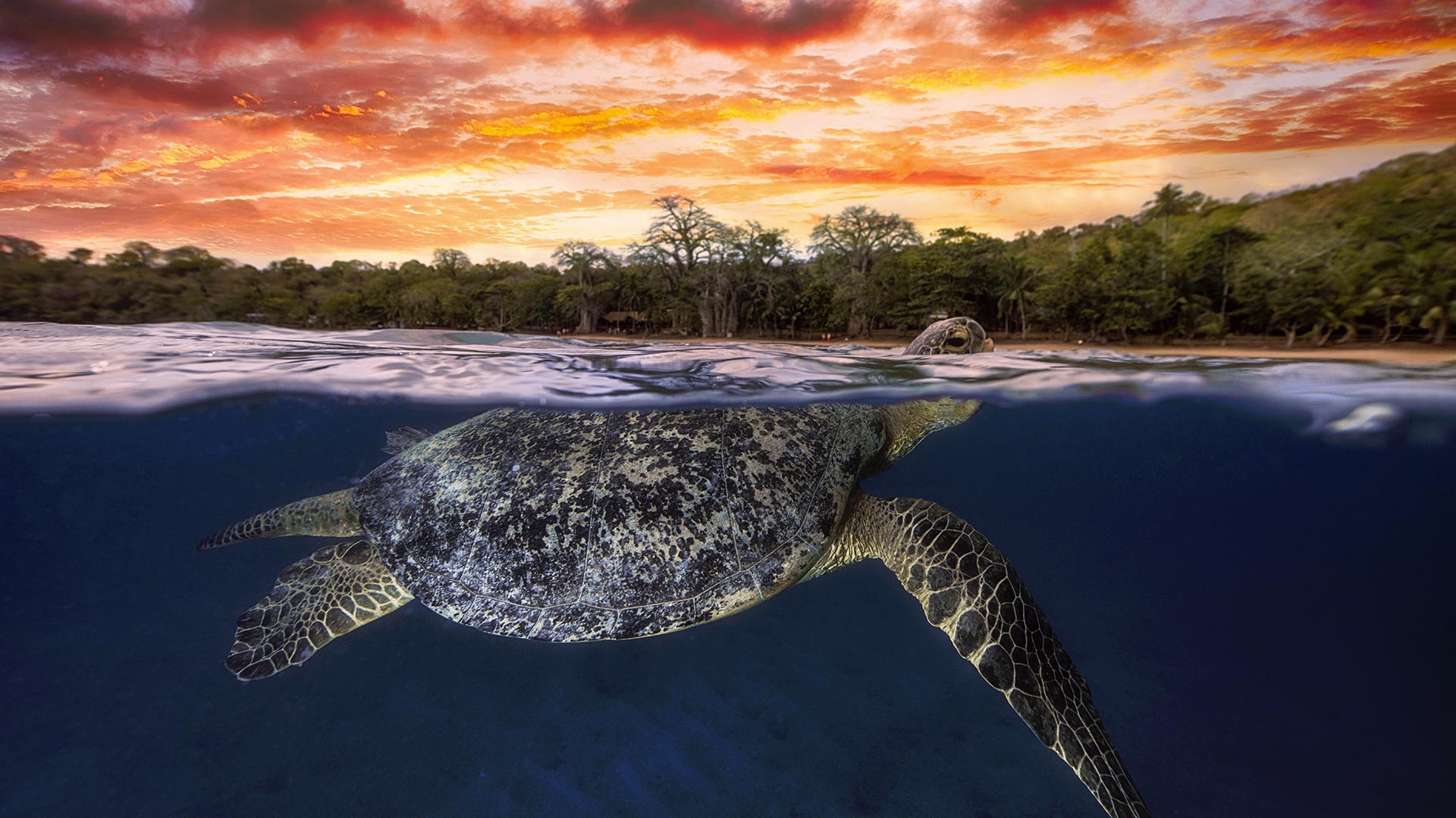 黄昏时浮出水面的绿海龟,印度洋马约特 (© Gabriel Barathieu/Biosphoto/Minden Pictures) - 2018/07/03 黄昏时浮出水面的绿海龟,印度洋马约特 (© Gabriel Barathieu/Biosphoto/Minden Pictures) - 2018/07/03