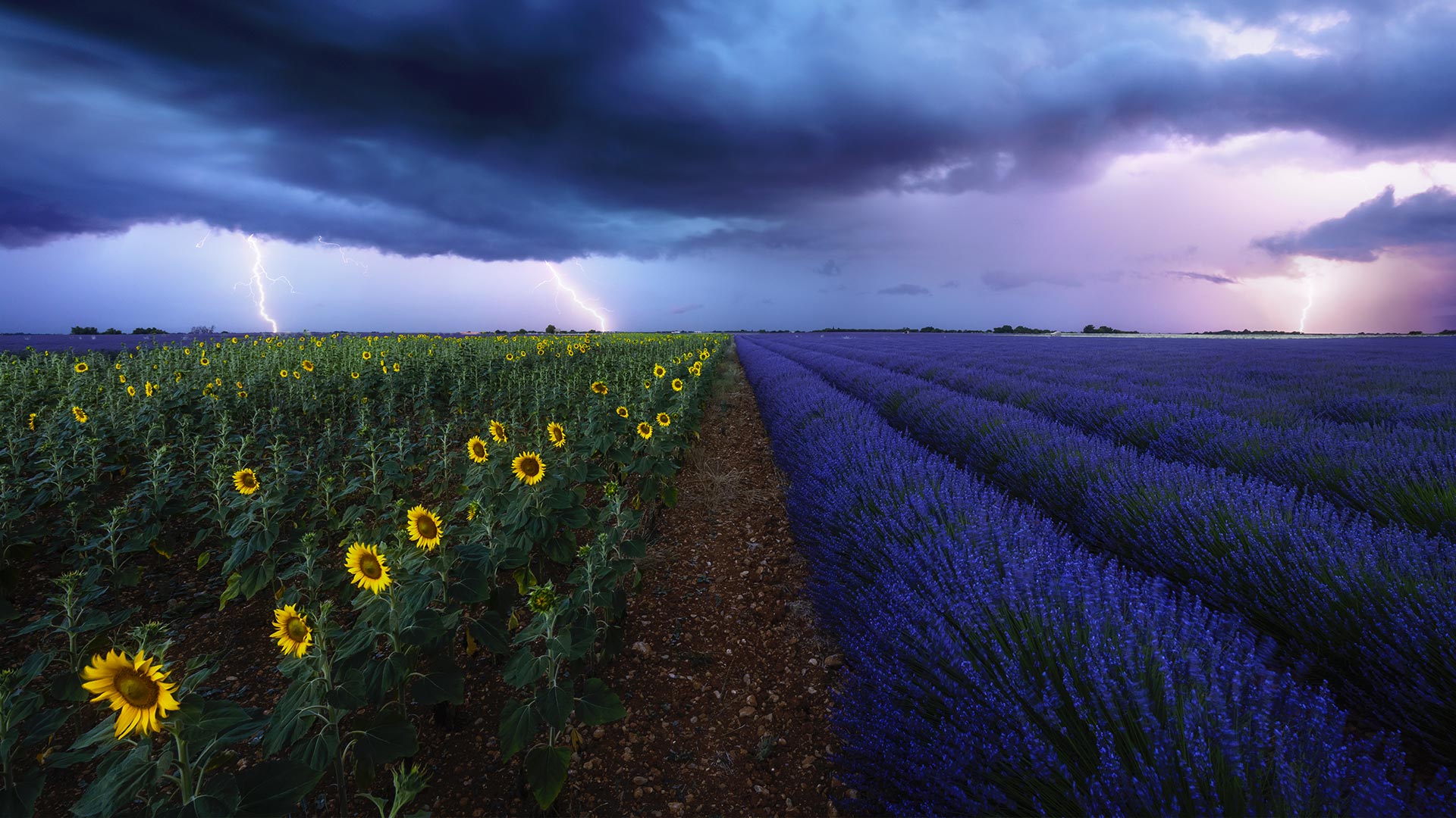 暴风雨下的薰衣草和向日葵花田,法国普罗旺斯 (© beboy/Shutterstock) - 2018/09/03 暴风雨下的薰衣草和向日葵花田,法国普罗旺斯 (© beboy/Shutterstock) - 2018/09/03