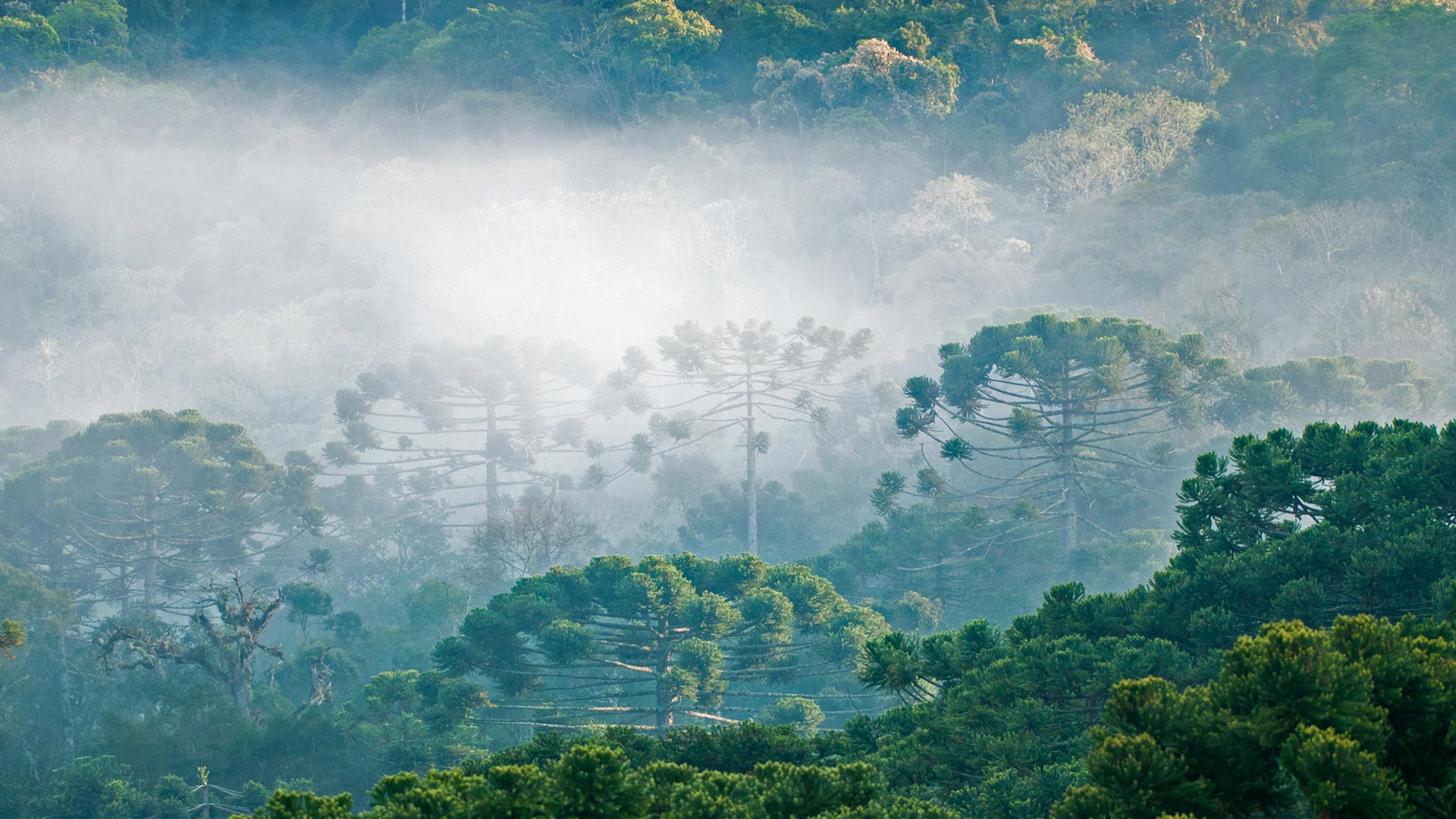 大西洋沿岸森林的巴西松 (© Ralph Clevenger/Getty Images) - 2018/09/07 大西洋沿岸森林的巴西松 (© Ralph Clevenger/Getty Images) - 2018/09/07