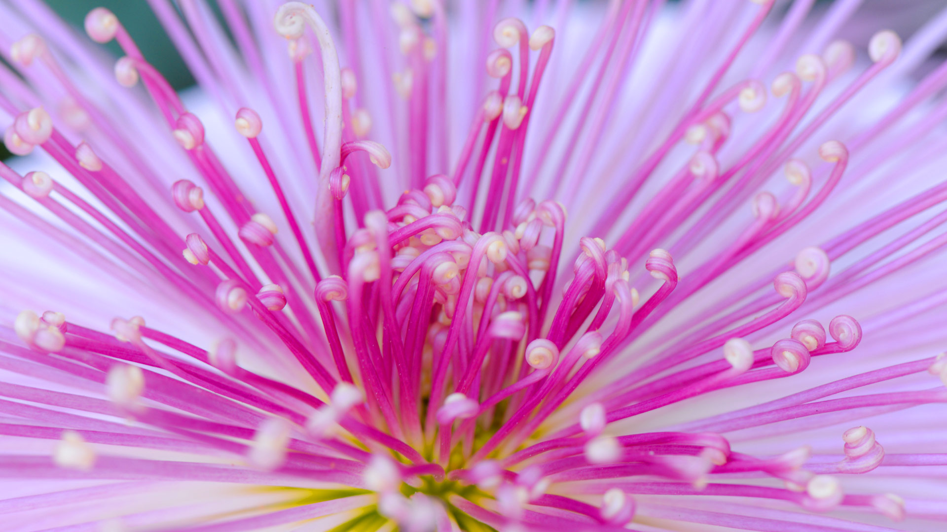 管物菊,日本东京都新宿区 (© I love Photo and Apple./Getty images) - 2018/09/11 管物菊,日本东京都新宿区 (© I love Photo and Apple./Getty images) - 2018/09/11