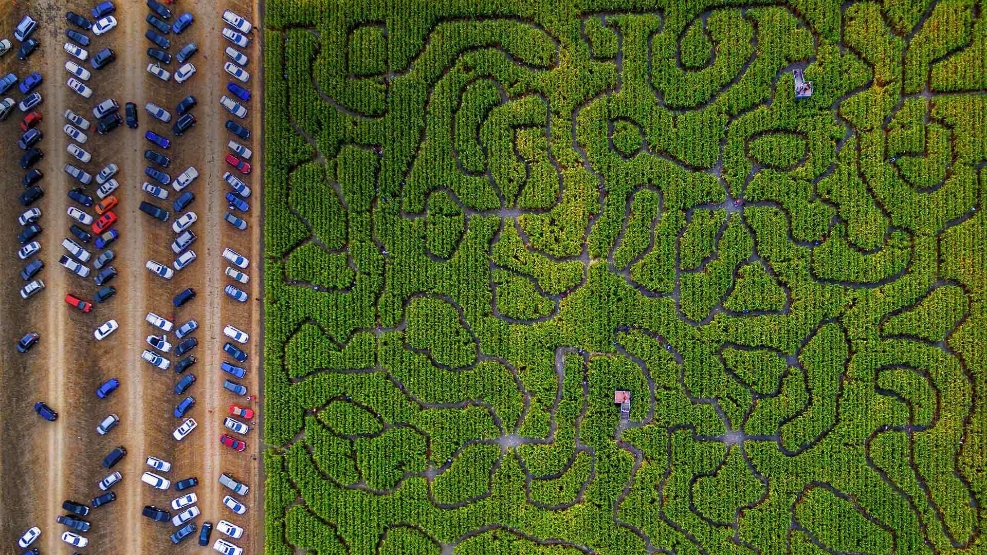 玉米迷宫,美国佩塔卢马 (© Gallery Stock) - 2018/10/27 玉米迷宫,美国佩塔卢马 (© Gallery Stock) - 2018/10/27