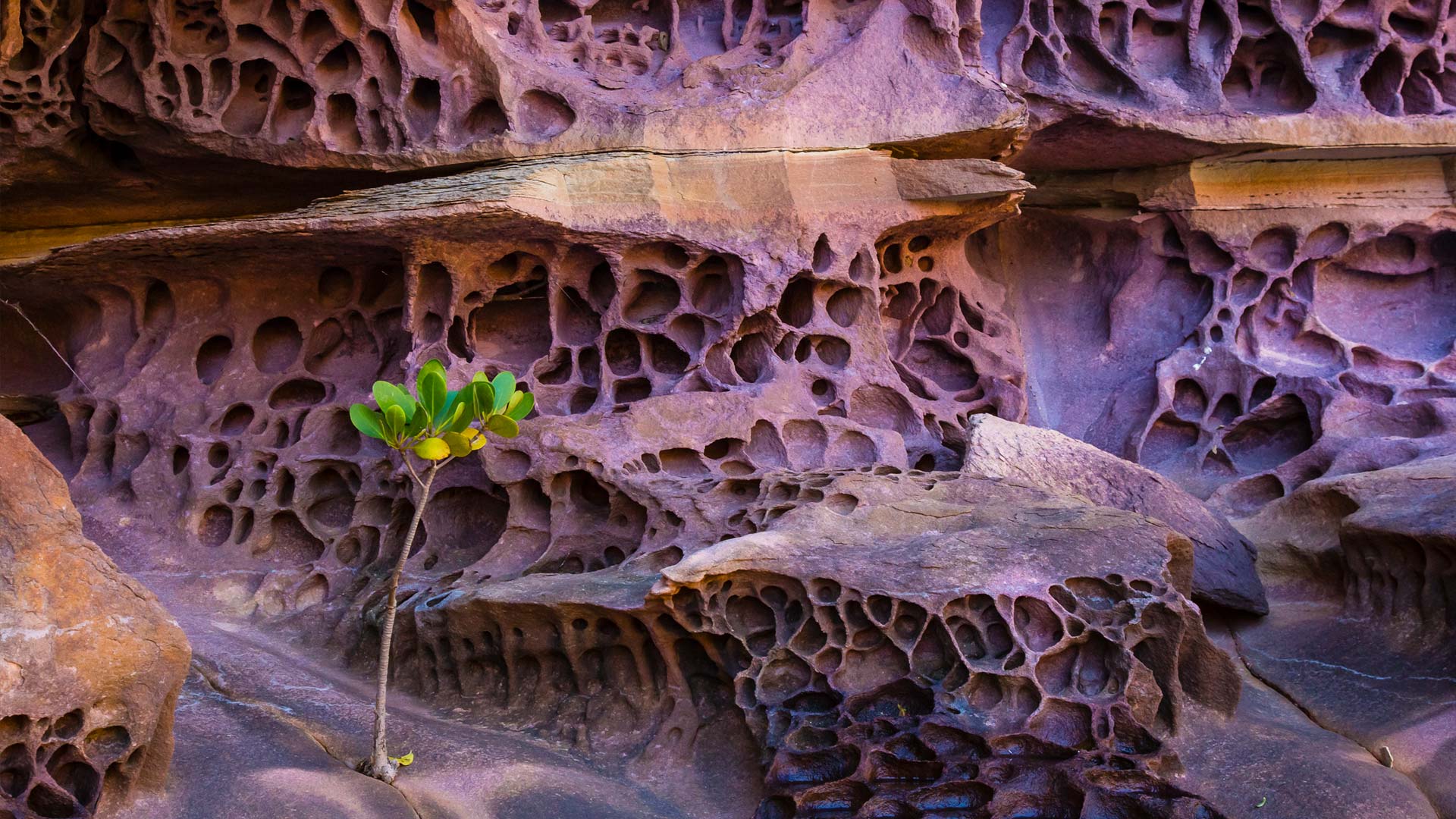 蜂窝状风化作用,澳大利亚 (© Ralph Lee Hopkins/Shutterstock/Offset) - 2018/11/06 蜂窝状风化作用,澳大利亚 (© Ralph Lee Hopkins/Shutterstock/Offset) - 2018/11/06