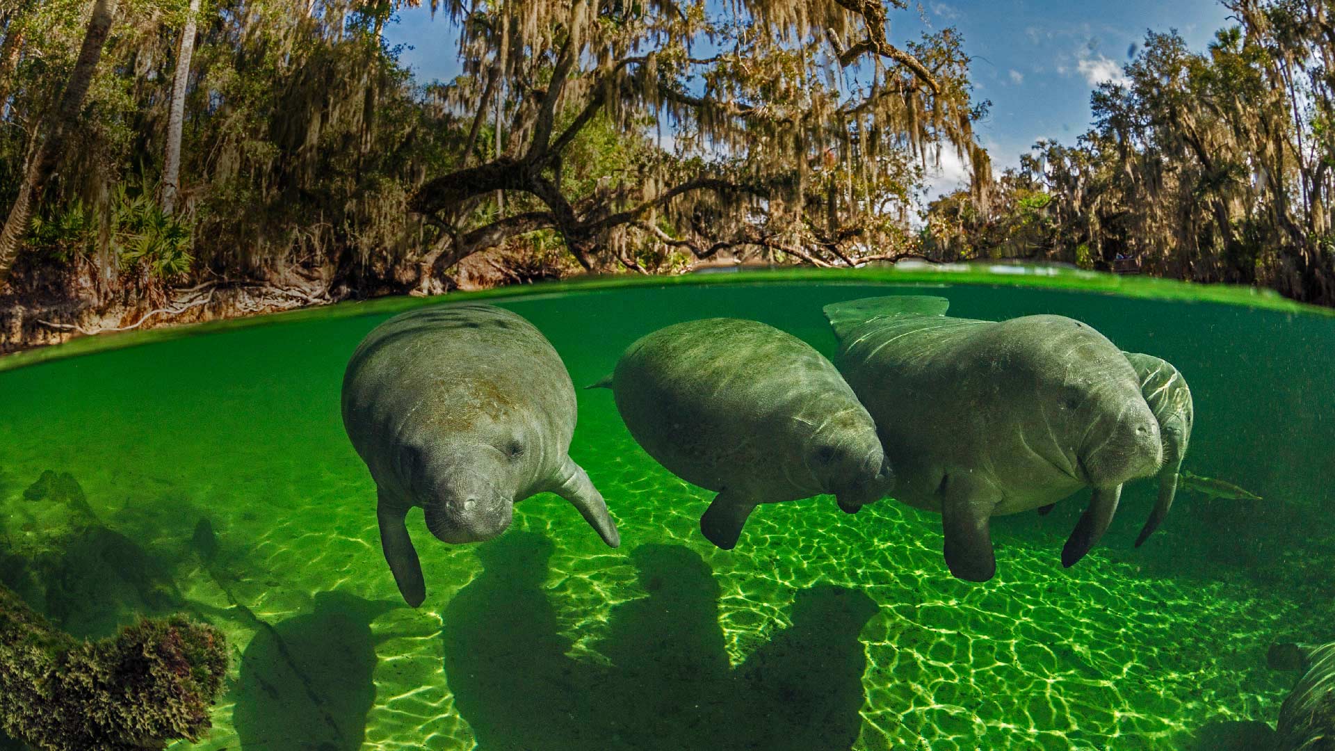 蓝色温泉州立公园内的海牛,美国佛罗里达州 (© Paul Nicklen/Getty Images) - 2018/11/08 蓝色温泉州立公园内的海牛,美国佛罗里达州 (© Paul Nicklen/Getty Images) - 2018/11/08