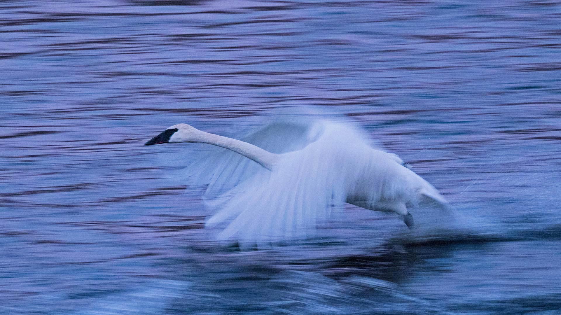飞过密西西比河面的小天鹅,美国明尼苏达州 (© National Geographic Image Collection/Alamy) - 2018/11/13 飞过密西西比河面的小天鹅,美国明尼苏达州 (© National Geographic Image Collection/Alamy) - 2018/11/13