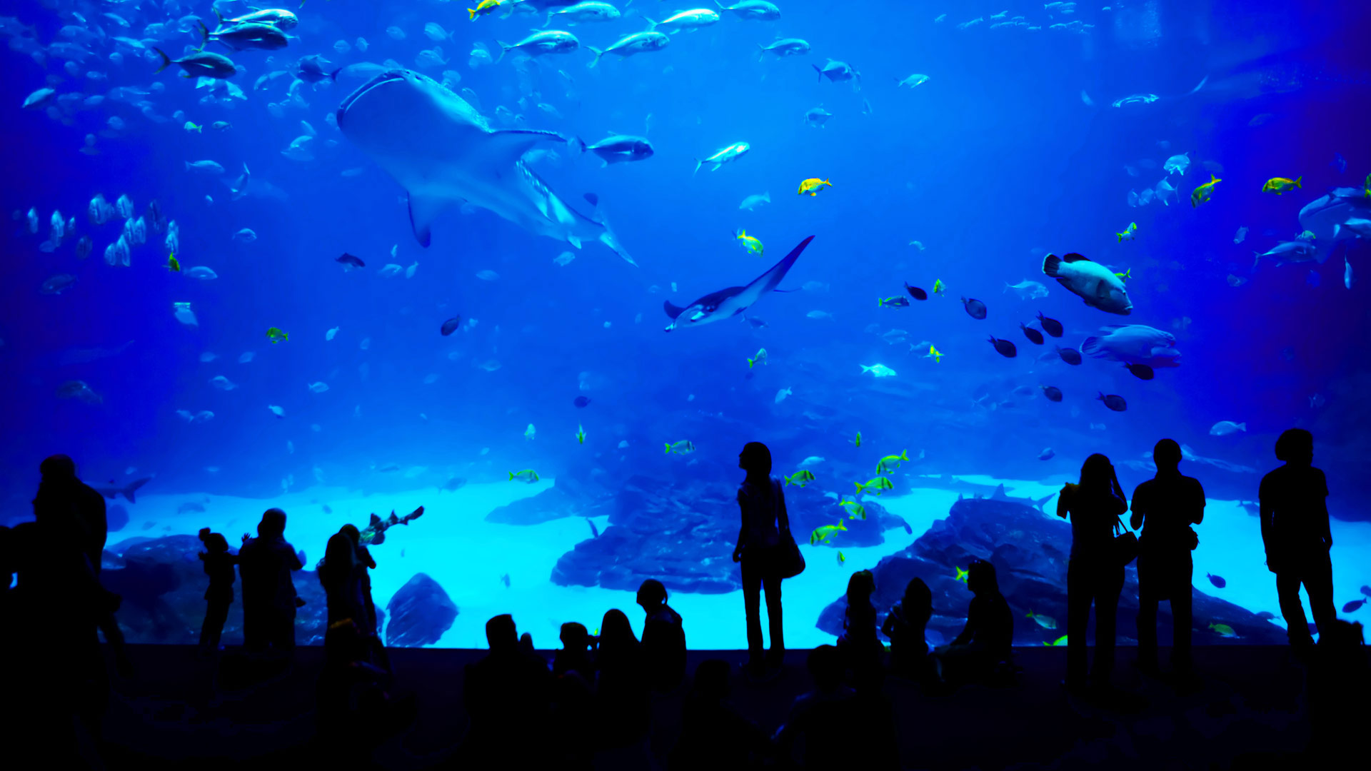 乔治亚水族馆,美国亚特兰大 (© novikat/Getty Images) - 2018/11/18 乔治亚水族馆,美国亚特兰大 (© novikat/Getty Images) - 2018/11/18