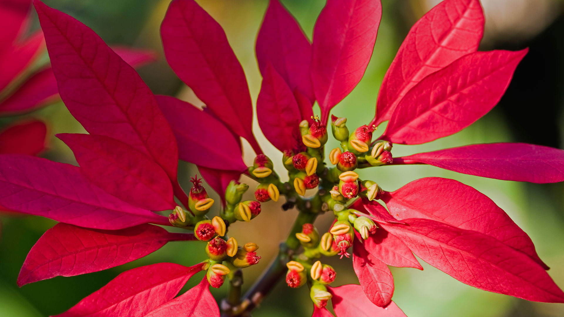 一品红的花蕾 (© Wild Wonders of Europe/Radisics/Minden Pictures) - 2018/12/12 一品红的花蕾 (© Wild Wonders of Europe/Radisics/Minden Pictures) - 2018/12/12