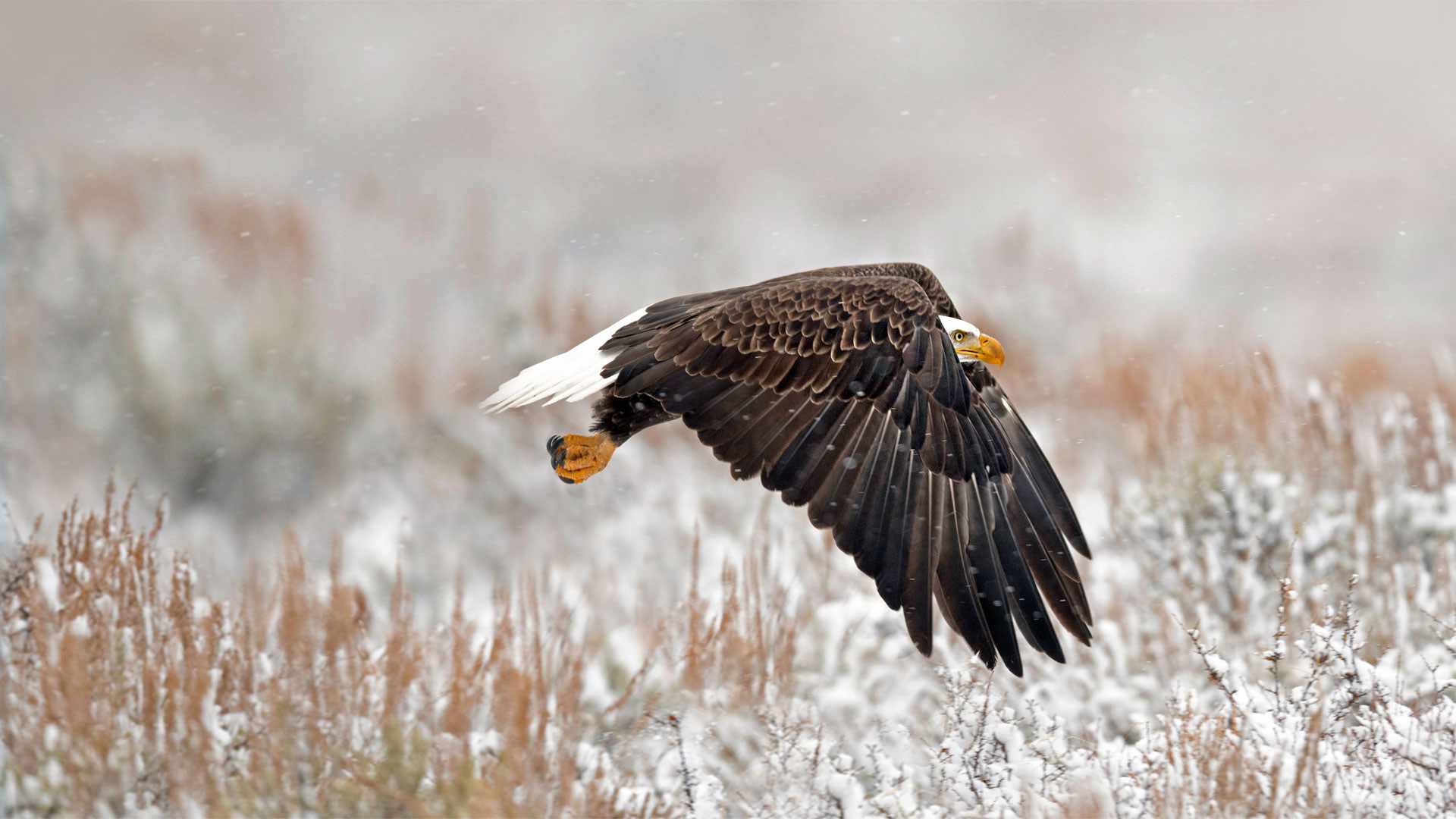 大提顿国家公园里的一只白头鹰,美国怀俄明州 (© Kathleen Reeder Wildlife Photography/Getty Images) - 2018/12/28 大提顿国家公园里的一只白头鹰,美国怀俄明州 (© Kathleen Reeder Wildlife Photography/Getty Images) - 2018/12/28