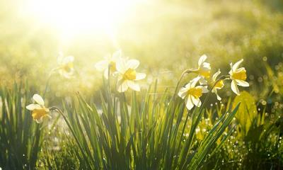 芬芳清新的春天  |  春天的水仙花在清晨绽放 (© LedyX/Shutterstock) - 2025/04/08