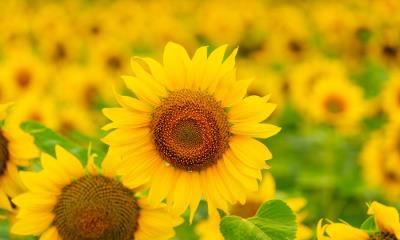 你好，黄色！  |  夏天田野里盛开的向日葵 (© Arsgera/Shutterstock) - 2025/08/03