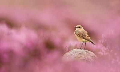 伫立凝视  |  穗䳭和盛开的帚石楠，峰区国家公园，英格兰 (© Ben Hall/Nature Picture Library) - 2025/08/21