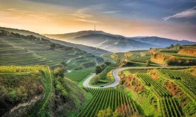 风景如画的葡萄园  |  凯撒施图尔，巴登-符腾堡，德国 (© EyeEM Mobile GmbH/Getty Images) - 2025/09/01