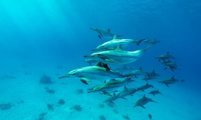 野性畅游，自在徜徉  |  红海中的飞旋海豚群, 阿拉姆港, 埃及 (© Franco Banfi/Nature Picture Library) - 2025/09/12
