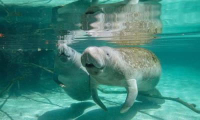 快节奏时代，别忘了慢下来&nbsp;&nbsp;|&nbsp;&nbsp;海牛妈妈和幼崽，水晶河，佛罗里达州，美国 (&copy; Gregory Sweeney/Getty Images) - 2025/11/14