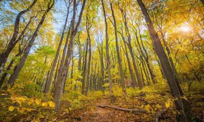 小径在召唤&nbsp;&nbsp;|&nbsp;&nbsp;谢南多厄国家公园的秋色，弗吉尼亚州，美国 (&copy; Michael Ver Sprill/Getty Images) - 2025/11/17