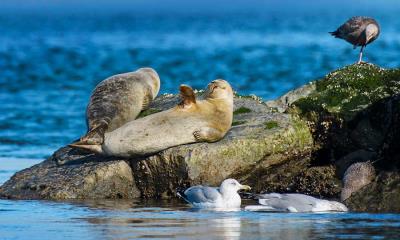 带着&ldquo;你好&rdquo;的问候&nbsp;&nbsp;|&nbsp;&nbsp;罗伯特&middot;摩西州立公园的港海豹, 长岛, 纽约, 美国 (&copy; Vicki Jauron, Babylon and Beyond Photography/Getty Images) - 2025/11/21
