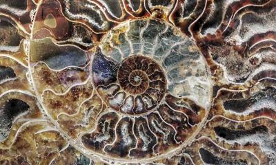 大自然的秘密代码&nbsp;&nbsp;|&nbsp;&nbsp;马达加斯加菊石化石 (&copy; ThomasLENNE/Shutterstock) - 2025/11/23