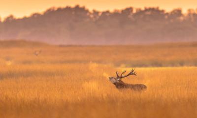 哎呀，好冷啊！&nbsp;&nbsp;|&nbsp;&nbsp;荷兰梵高国家森林公园的马鹿雄鹿, 荷兰 (&copy; CreativeNature_nl/Getty Images) - 2025/11/29