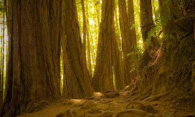 时光在此处茁壮成长&nbsp;&nbsp;|&nbsp;&nbsp;缪尔树林国家保护区的巨型红杉树林, 加利福尼亚州, 美国 (&copy; photo by canderson/Getty Images) - 2026/01/09