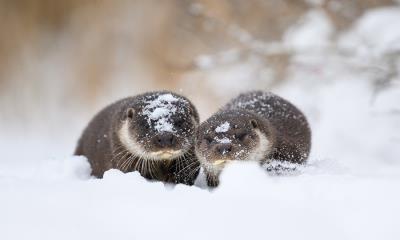 水獭之国爱沙尼亚&nbsp;&nbsp;|&nbsp;&nbsp;欧亚水獭和幼崽, 爱沙尼亚 (&copy; Sven Zacek/naturepl.com) - 2026/01/12