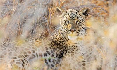 眼神对上了&nbsp;&nbsp;|&nbsp;&nbsp;埃托沙国家公园的豹子，纳米比亚 (&copy; Norbert Achtelik/Cavan Images) - 2026/01/16