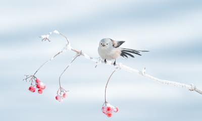 冬季里的呆萌小可爱&nbsp;&nbsp;|&nbsp;&nbsp;栖息在树枝上的北长尾山雀，大庆市，中国黑龙江省 (&copy; Visual China Group/Getty Images) - 2026/01/20