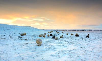 霜雪中的盛宴&nbsp;&nbsp;|&nbsp;&nbsp;绵羊在雪地里吃草，冰岛 (&copy; Christophe Lehenaff/Getty Images) - 2026/01/23