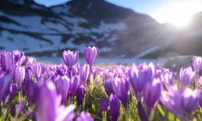 聚光灯下的番红花&nbsp;&nbsp;|&nbsp;&nbsp;紫番红花, 里拉七湖, 保加利亚 (&copy; Maya Karkalicheva/Getty Images) - 2026/03/04