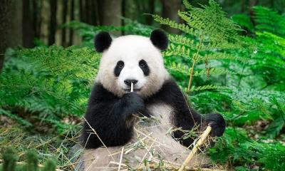 走进熊猫世界&nbsp;&nbsp;|&nbsp;&nbsp;正在吃竹子的大熊猫，中国 (&copy; Entwicklungsknecht/Getty Images) - 2026/03/16