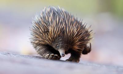 激发你的好奇心&nbsp;&nbsp;|&nbsp;&nbsp;澳洲针鼹，阿德莱德山，澳大利亚 (&copy; Etienne Littlefair/naturepl.com) - 2026/03/19