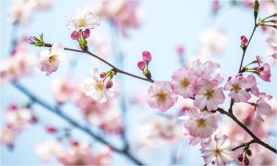 春日绯梦&nbsp;&nbsp;|&nbsp;&nbsp;春日樱花，上海，中国 (&copy; junyyeung/Getty Images) - 2026/03/20