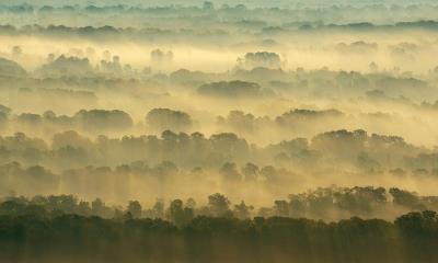 根系自由生长的地方&nbsp;&nbsp;|&nbsp;&nbsp;莱泰亚森林，多瑙河三角洲，罗马尼亚 (&copy; Wild Wonders of Europe/Widstrand/Nature Picture Library) - 2026/03/21