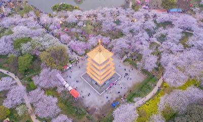春天的形状&nbsp;&nbsp;|&nbsp;&nbsp;东湖樱花园的樱花，武汉，中国 (&copy; Zhang Qiao/VCG/Getty Images) - 2026/03/24