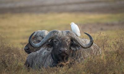 未驯服的精神&nbsp;&nbsp;|&nbsp;&nbsp;非洲水牛, 恩戈罗恩戈罗火山口, 坦桑尼亚 (&copy; jesuss8/500px/Getty Images) - 2026/03/28