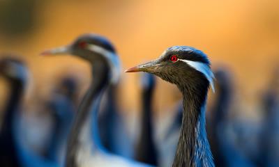 优雅的动态&nbsp;&nbsp;|&nbsp;&nbsp;蓑羽鹤, 印度 (&copy; Axel Gomille/Nature Picture Library) - 2026/03/30