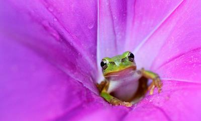 跃入四月&nbsp;&nbsp;|&nbsp;&nbsp;粉色牵牛花里的日本树蛙 (&copy; Tetsuya Tanooka/Getty Images) - 2026/04/01