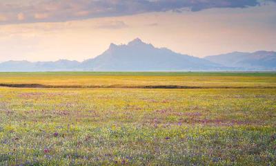 春天的图案&nbsp;&nbsp;|&nbsp;&nbsp;野花绽放, 中央谷地, 加利福尼亚州, 美国 (&copy; Jeff Lewis/Tandem Stills + Motion) - 2026/04/02