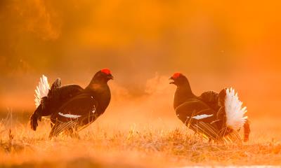 求偶展示场的故事&nbsp;&nbsp;|&nbsp;&nbsp;求偶展示场上对峙的雄性黑琴鸡，爱沙尼亚 (&copy; Sven Zacek/Nature Picture Library) - 2026/04/04