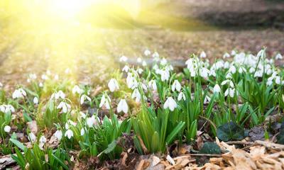 静静绽放的变化&nbsp;&nbsp;|&nbsp;&nbsp;春天的雪钟花 (&copy; klagyivik/Getty Images) - 2026/04/05