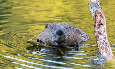 一根树枝，一点工程&nbsp;&nbsp;|&nbsp;&nbsp;河狸，德国 (&copy; Andyworks/Getty Images) - 2026/04/07