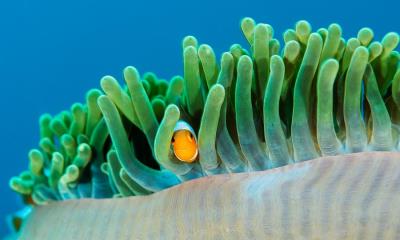 珊瑚礁邻居&nbsp;&nbsp;|&nbsp;&nbsp;海葵中的普通小丑鱼, 拉贾安帕特群岛, 印度尼西亚 (&copy; Magnus Lundgren/Nature Picture Library) - 2026/04/14
