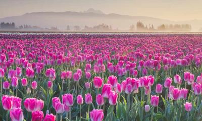 花瓣巡游&nbsp;&nbsp;|&nbsp;&nbsp;斯卡吉特谷地郁金香花田, 华盛顿, 美国 (&copy; Alan Majchrowicz/Getty Images) - 2026/04/16