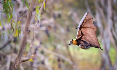蝙蝠信号：开启&nbsp;&nbsp;|&nbsp;&nbsp;灰头狐蝠母亲携幼崽，雅拉湾国家公园，澳大利亚 (&copy; Doug Gimesy/Nature Picture Library) - 2026/04/17